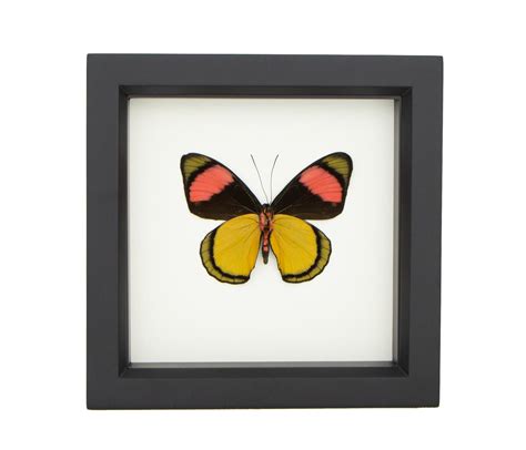 Framed Butterfly Art Framed Batesia Hypochlora Bug Under Glass