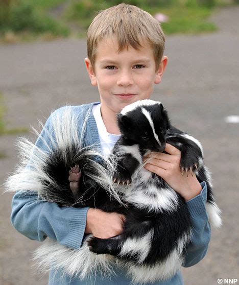 More ways to treat your pet. The pet skunk who likes to be taken out on walks through ...