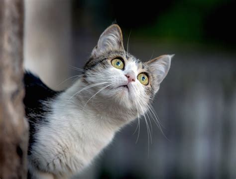 How to attract cats into your garden. How to Attract More Native Birds to Your Garden | 1 ...