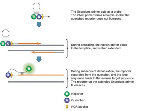 Introduction To Pcr Primer And Probe Chemistries Bio Rad