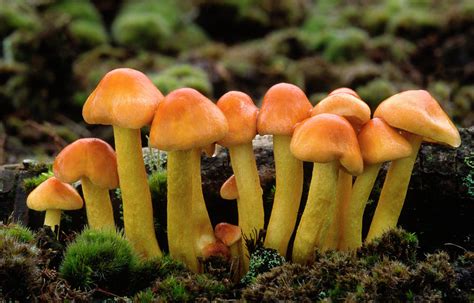 Sulphur Tuft Fungus Photograph By Nigel Downer Pixels