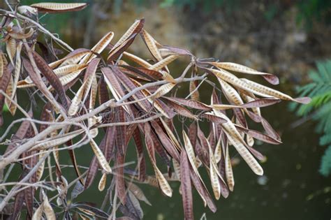 Dry Acacia Tree In Garden Stock Image Image Of Natural 121997635