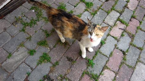 Cute Pregnant Calico Cat Living On The Street Youtube