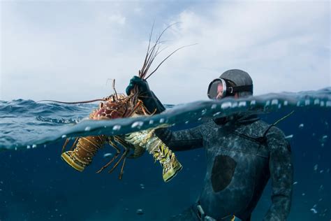 Bahamas Lobster Wwf Seafood Sustainability