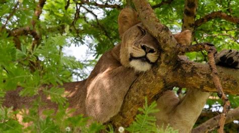 Tree Climbing Lion Safari In Lake Manyara Park Tanzania Safaris