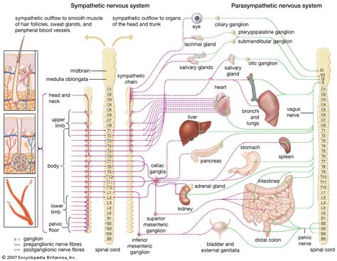 Human Nervous System The Autonomic Nervous System Anatomy