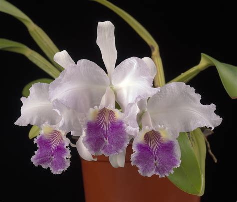 Care Of Cattleya Smithsonian Gardens