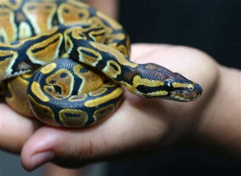 9 Things You Should Know About Pet Snakes