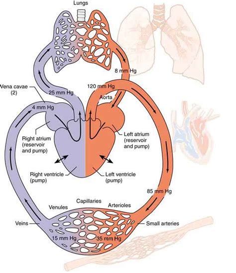 Circulatory System Anatomy And Physiology