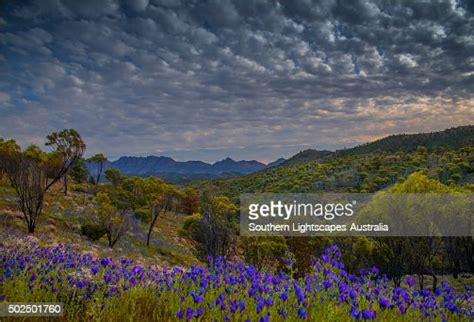 Wildflowers In The Spring At Bunaroo Valley In The Southern Region Of