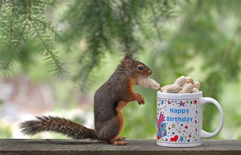 Birthday Print Funny Birthday Happy Birthday Squirrel Art Etsy