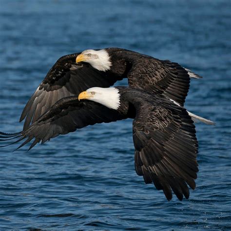Two Eagles Flying Together Spiritual Meaning 3 4 5 Awakening State