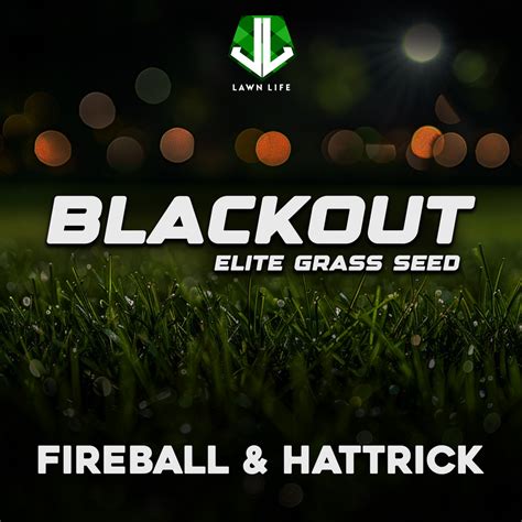 Fireball And Hattrick Dark Green Grass Seed Lawn Life