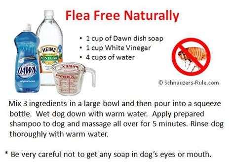 What Is A Natural Remedy For Flea Bites On Dogs