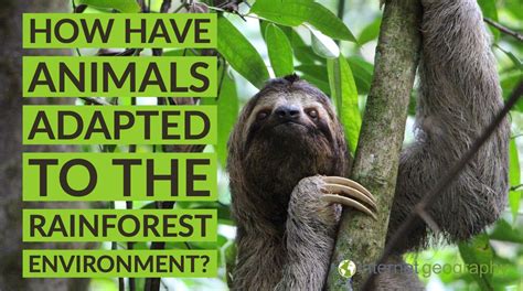 Amazon Rainforest Animals Adaptations List