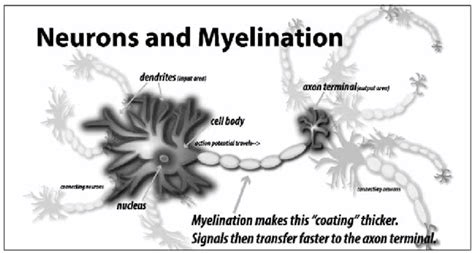2 Myelination The Myelin Sheath Surrounding Neuronal Axons Is