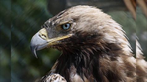 Imágenes De águilas Fotos De águilas Espectaculares Impresionantes