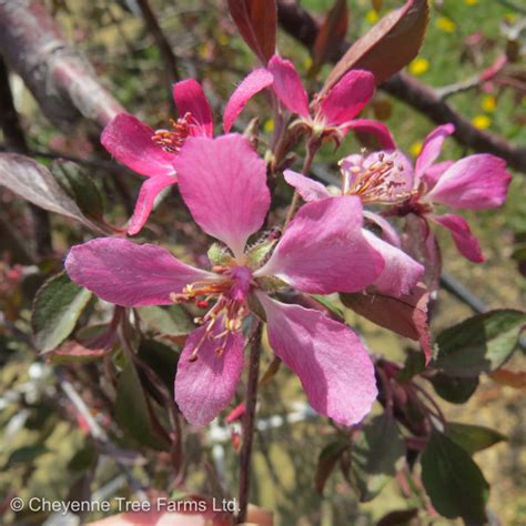 Crabapple Weeping Royal Beauty Flowering Cheyenne Tree Farm Trees