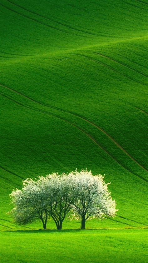 Green Scenery Android Mobile Wallpapers Wallpaper Cave