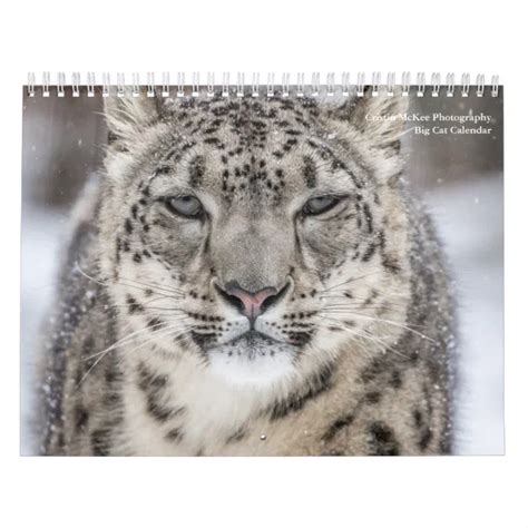 Big Cats Calendar Zazzle