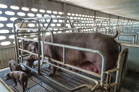 Petition Ban Gestation Crates That Imprison Pigs For Constant Breeding