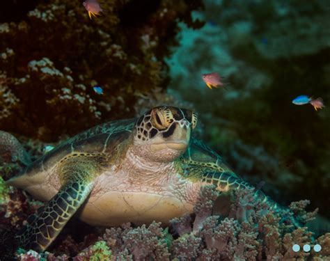 Turtle On Coral Reef Rushkult