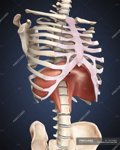 Many broken ribs are merely cracked. Medical illustration of human diaphragm in rib cage ...