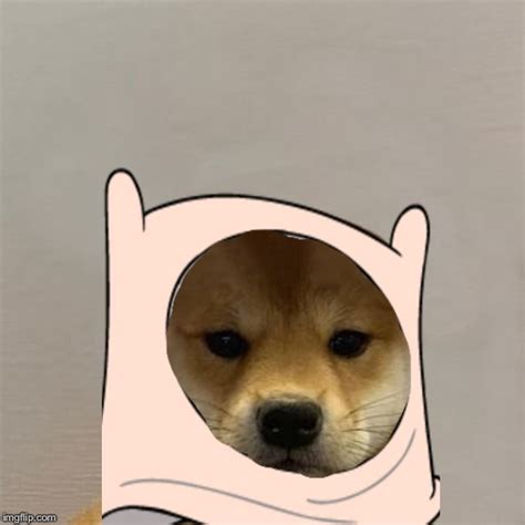 Dogwifhat Shiba Inu Dog With Hat Meme Apsgeyser
