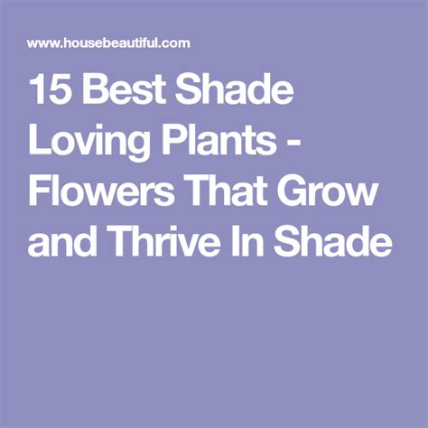 15 Shade Loving Plants Thatll Thrive In The Dark Spot Of Your Garden