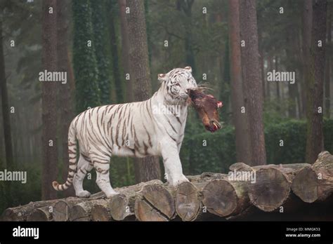A White Tiger Eats Fresh Meat Stock Photo Alamy