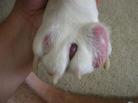 Photo Of Sebaceous Cyst On Dogs Paw Dog Skin Allergies Dog