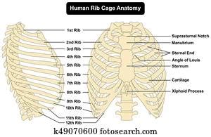 Start studying anatomy of the rib. Sternum Clipart | k11029761 | Fotosearch