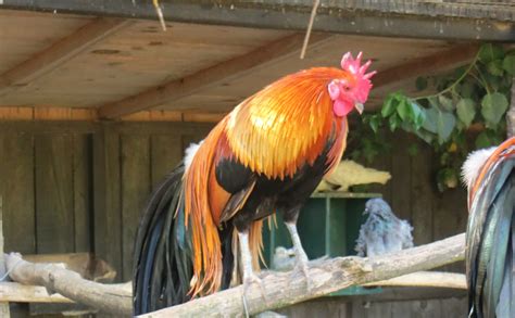 Zoo En Gironde Pour Voir Des Animaux Exotiques Ferme Exotique