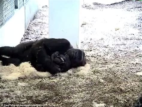 Gorilla Lovingly Cradles Her Baby After Giving Birth At Como Zoo