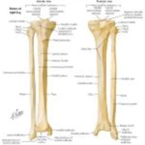 Human skeleton long bones of arms and legs britannica. Tibia and Fibula