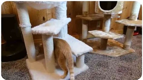 Kitty Mansions Cat Tree Assembly Tips And Tricks Unified Cat