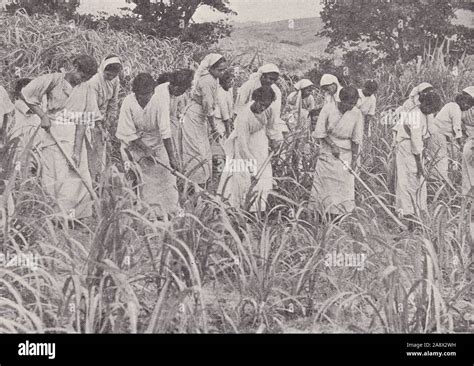 Indian Women Working In A Field At A Sugar Plantation Hoeing And