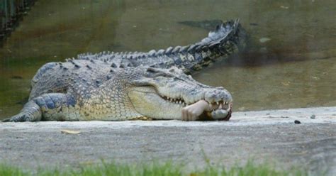Worker Goes Missing Found In 20 Ft Long Crocodiles Stomach