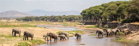 Ruaha National Park Tanzania Wild Safari Guide