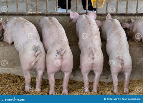 Back View Of Pigs Feeding In Organic Rural Farm Agricultural Livestock