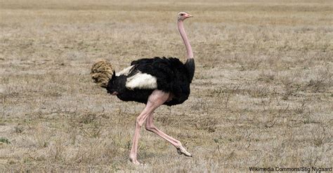 10 Fascinating Facts About The Ostrich The Rainforest Site Blog
