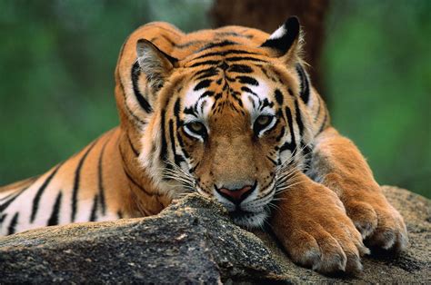 Tiger Resting On Rocky Outcrop Close Up Photograph By Manoj Shah