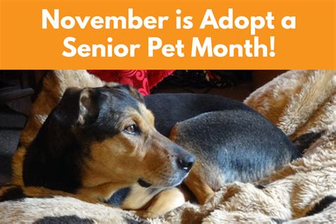 November Is Adopt A Senior Pet Month Empowerla