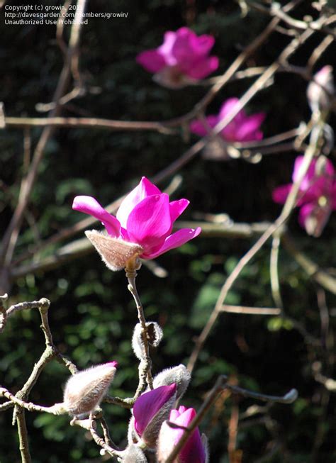 The tulip poplar (also called tulip tree) is actually more closely related to magnolia than either a tulip or a poplar. PlantFiles Pictures: Pink Tulip Tree 'Lanarth' (Magnolia ...