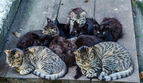 Feral Cats Hunting Beyond Expectations Vet Practice Magazine