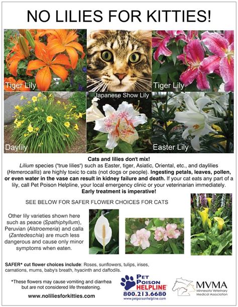 Lilies aren't just dangerous to cats—they pose a risk to dogs, too. List of Toxic Plants for Cats | Cat Caretaker's Guide