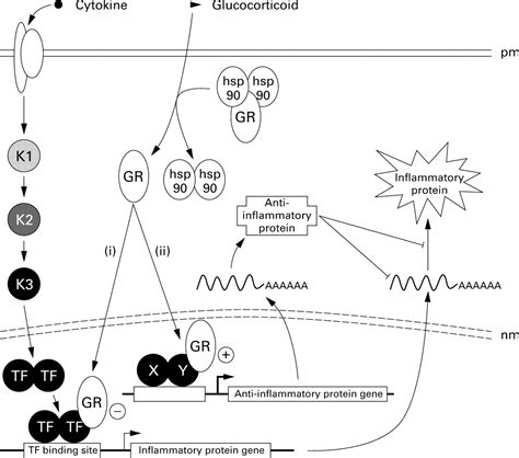 Glucocorticoids Mechanism Of Action