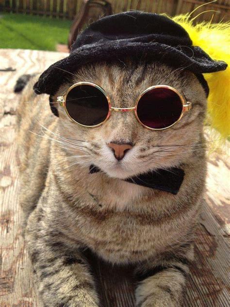 17 Best Images About Cats Cool Cats On Pinterest Cats The Sun And