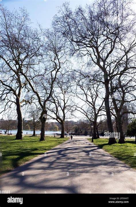 Trees In Hyde Park In Springtime London Uk Stock Photo Alamy