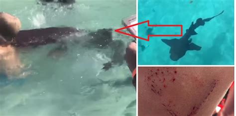 Graphic First Fatal Shark Attack Of 2018 • Tracking Sharks